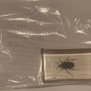 Darkling Beetle - Algeria